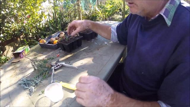 How to take Grevillea Cuttings смотреть онлайн