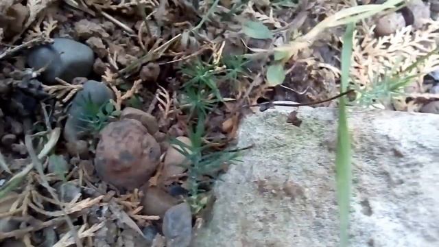 Ого-го, Туя из семечки выросла в домашних условиях смотреть онлайн