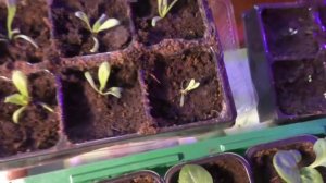 Цветы статица - три причины выращивать в своем саду! Лимониум - он же статица, он же кермек!