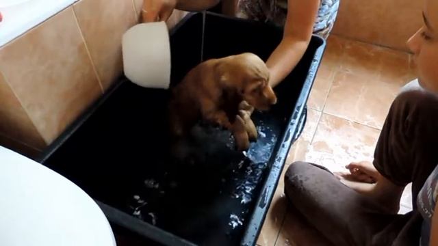 3 день Фанни. Купание_Английский кокер спаниель смотреть онлайн