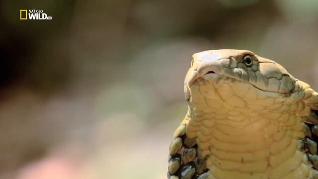 Королевская кобра, убийца змей смотреть онлайн