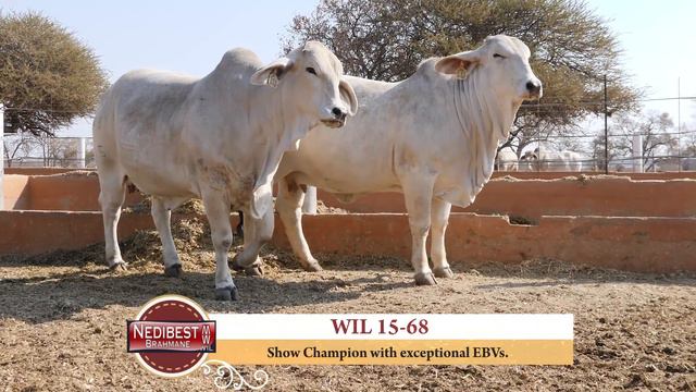 R10 & Nedibest Brahman Auction (Best of the Best 2018) смотреть онлайн