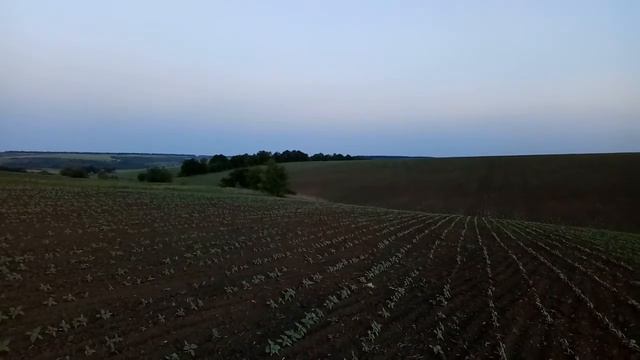 Будем брызгать семечку. смотреть онлайн