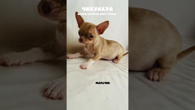 Выбрать щенка чихуахуа, мальчики чихуахуа и девочки смотреть онлайн