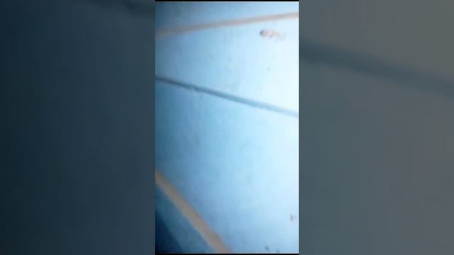 Порезы на шее Лорда зажили и он едет в Мск искать семейное счастье! смотреть онлайн