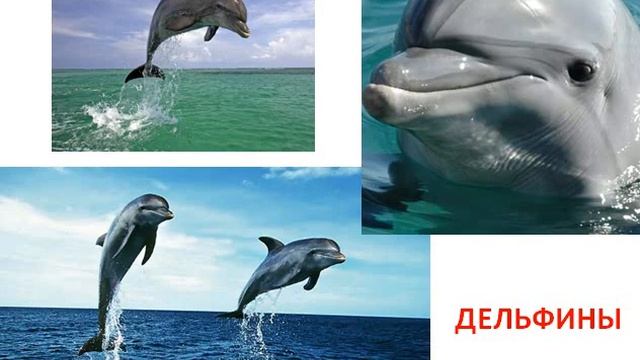 Млекопитающие: дельфин, кит, морж, землеройка, утконос смотреть онлайн