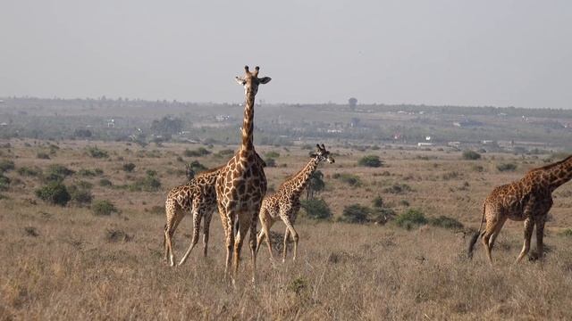 Nairobi National Park, Kenya [Amazing Places 4K] смотреть онлайн