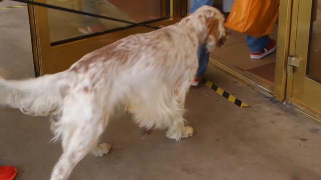 I 002 Выставка собак в Киеве Выставочной центр Dog Show In Kiev Exhibition Center 20210828