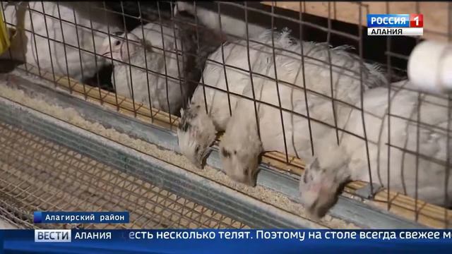 Перепелиная ферма в Осетии будет расширяться смотреть онлайн