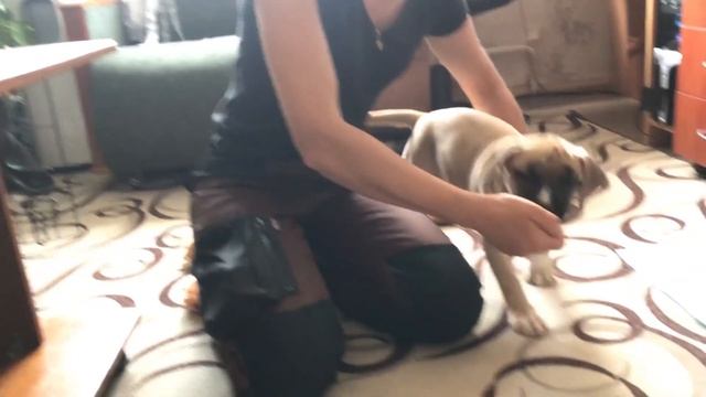 Как наладить контакт со щенком? Как улучшить отношения с собакой? Практическое упражнение. смотреть онлайн