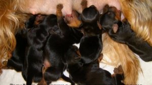 Беременность йорка по дням: подробно про роды в домашних условиях