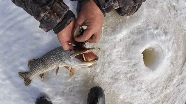СЕЗОН ЗАКРЫТ ?! ТАКОГО Я НИ РАЗУ НЕ ВИДЕЛ!!! смотреть онлайн