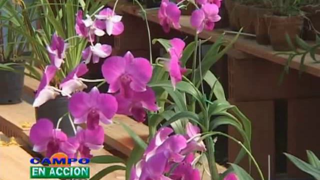 Hacedor de Orquídeas: La historia de Jorge Maggiolini y su pasión por las planta смотреть онлайн