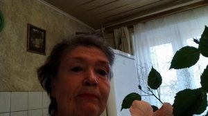 ГИБИСКУС ЧЕМ ПОДКОРМИТЬ И КАКИМ  ПРЕПАРАТОМ ПОДЛЕЧИТЬ КИТАЙСКУЮ РОЗУ.