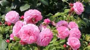 РОЗЫ ГРУППЫ - ФЛОРИБУНДЫ – ФАВОРИТЫ СЕЗОНА
