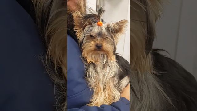 Matilda York Йорк🐶 терьер щенок 6 месяцев отращиваем шерсть ❤ смотреть онлайн