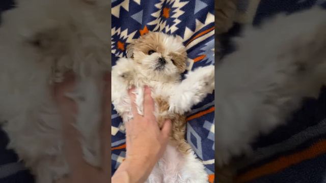 プルプルのずし #dog #シーズー #shihtzu смотреть онлайн