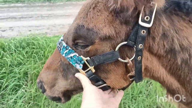 Хотела быстро. Рано обрадовалась. смотреть онлайн