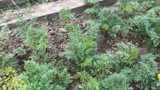 Как вырастить крупную морковь Секреты выращивания смотреть онлайн