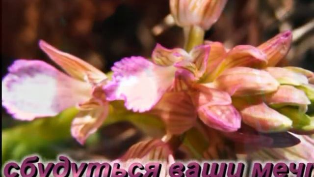 8'цветы на ромат ха голан гора натуфа север израэля смотреть онлайн
