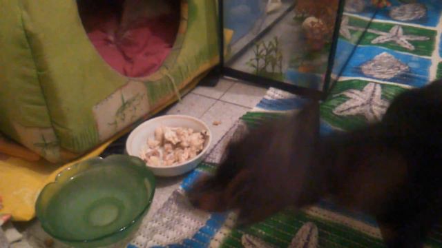 Любимая собак смотреть онлайн