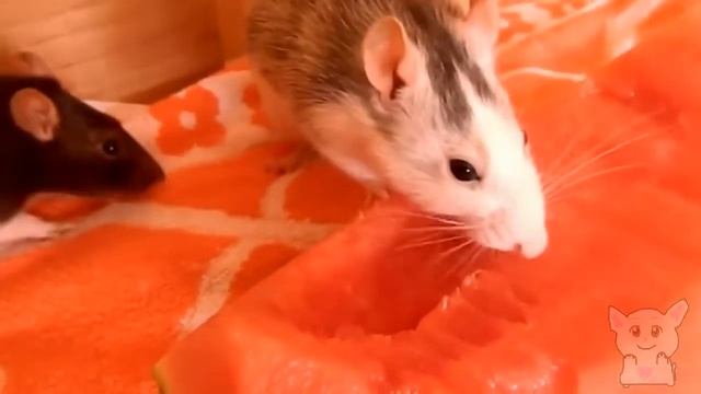 Тварини їдять кавун (Тварини №16)