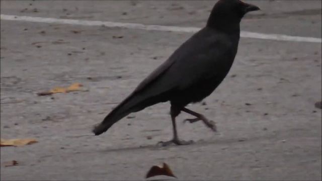 American Crow HD1080 смотреть онлайн