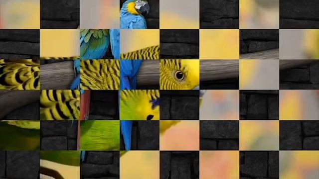 Parrots in real life // Попугаи в реальной жизни смотреть онлайн