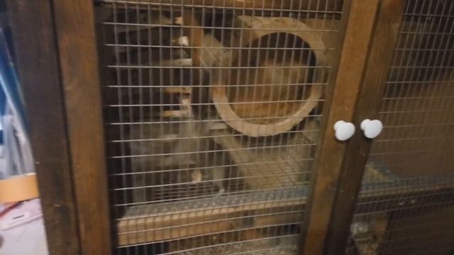 "Драка Дегу" Раунд 2 смотреть онлайн
