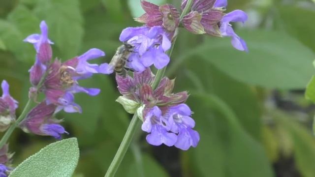 Медоносы. Шалфей Мускатный / Salvia sclarea смотреть онлайн