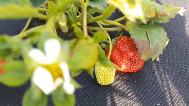 Клубника КАБРИЛЛО. 18.05.2020. смотреть онлайн