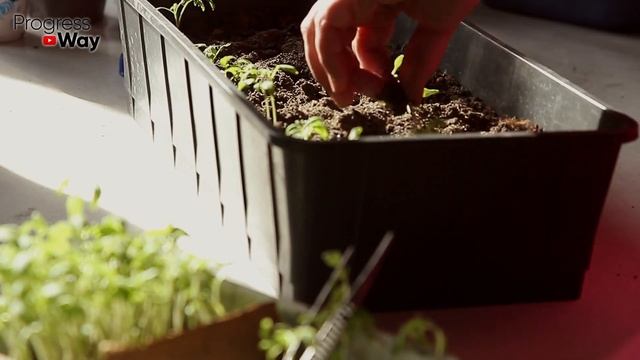 Я Просто В Шоке! Бабушкин Совет Реально Помог! Рассада Не Вытягивается, Толстая и Коренастая! смотреть онлайн
