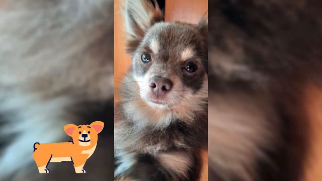 Наш чихуахуа Форька смотреть онлайн