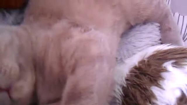 хвіст Kote смотреть онлайн