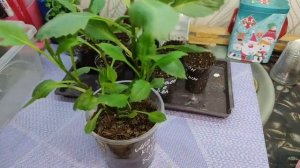 Черенкую вегетативные георгины. Условия для черенкования. Правильный черенок .