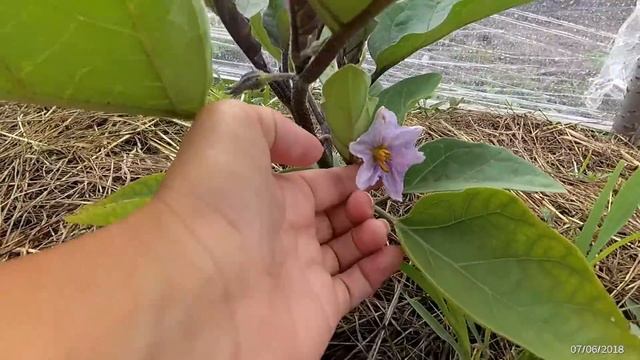 Бассейн в клочья. Кубанский огород. Дом без окон смотреть онлайн