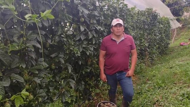 PROYECTO GULUPA FRULIVIC смотреть онлайн