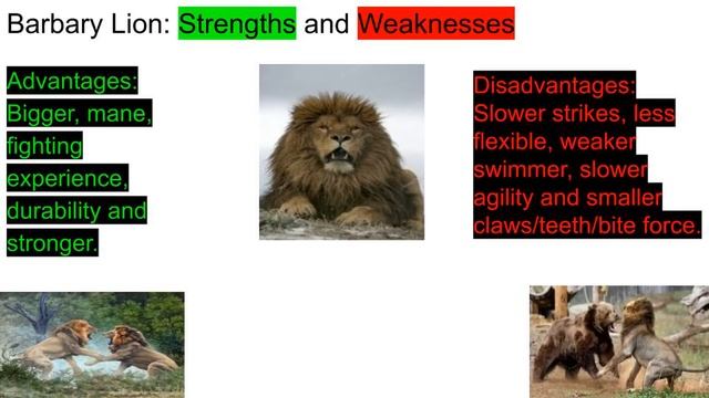 Bengal Tiger vs Barbary Lion 2019 смотреть онлайн
