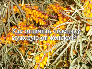Как отличить облепиху мужскую от женской