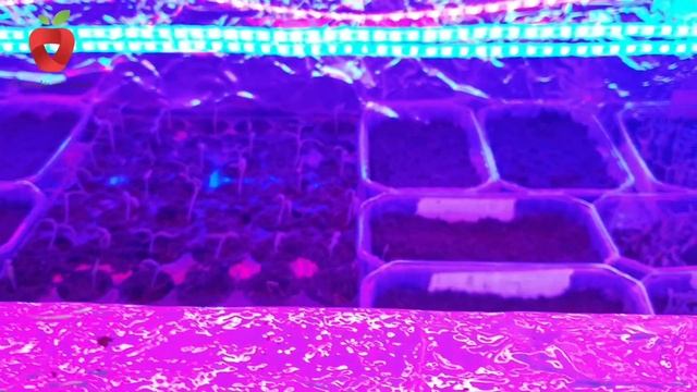 Kako uzgojiti sadnice paradajza? Osigurajte prave uslove смотреть онлайн