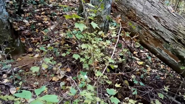 VID 20211003 170335 Нет, бытиё не зыбкая загадка! 1923 В. Набоков... Павел Васильев Лахтинский смотреть онлайн