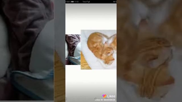 Самые милые фото котят смотреть онлайн