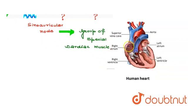 What is SA-node? Where is it located and what is its function? | CLASS 11 | BODY FLUIDS AND CIRC... смотреть онлайн