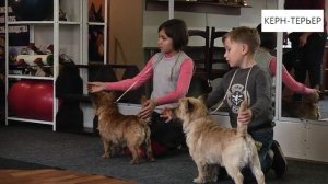 КЕРН ТЕРЬЕР. Плюсы и минусы KERN TERRIER