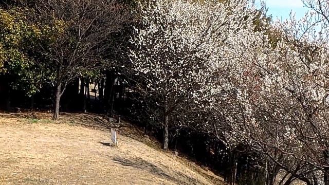Osaka International Airport (Itami) Международный аэропорт Осака (город Итами) смотреть онлайн