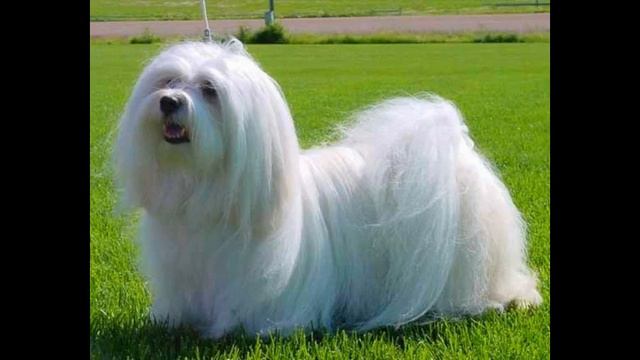 корм для собак ягненок рис смотреть онлайн