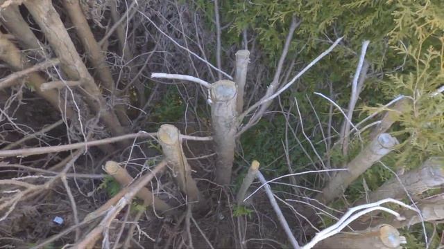 Живая зелёная изгородь круглый год смотреть онлайн