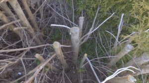 Живая зелёная изгородь круглый год