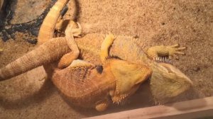 Бородатые агамы(спаривание)