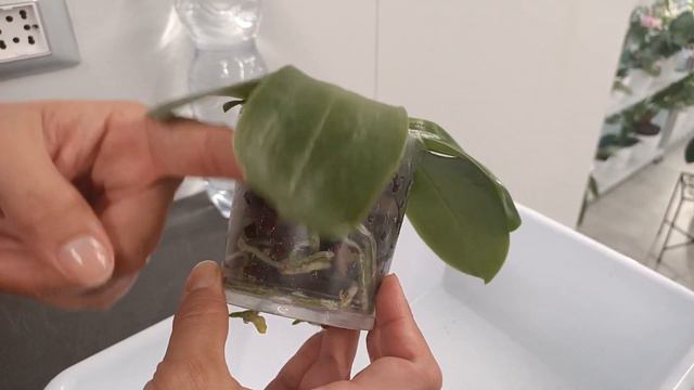 Come si bagna l'orchidea Phalaenopsis? смотреть онлайн